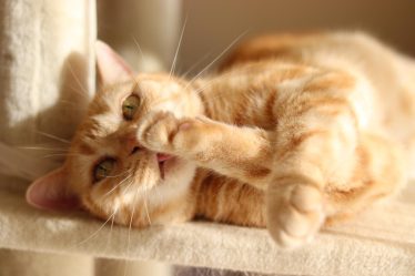 Quante volte al giorno deve mangiare un gatto