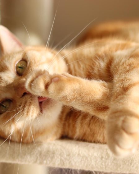 Quante volte al giorno deve mangiare un gatto