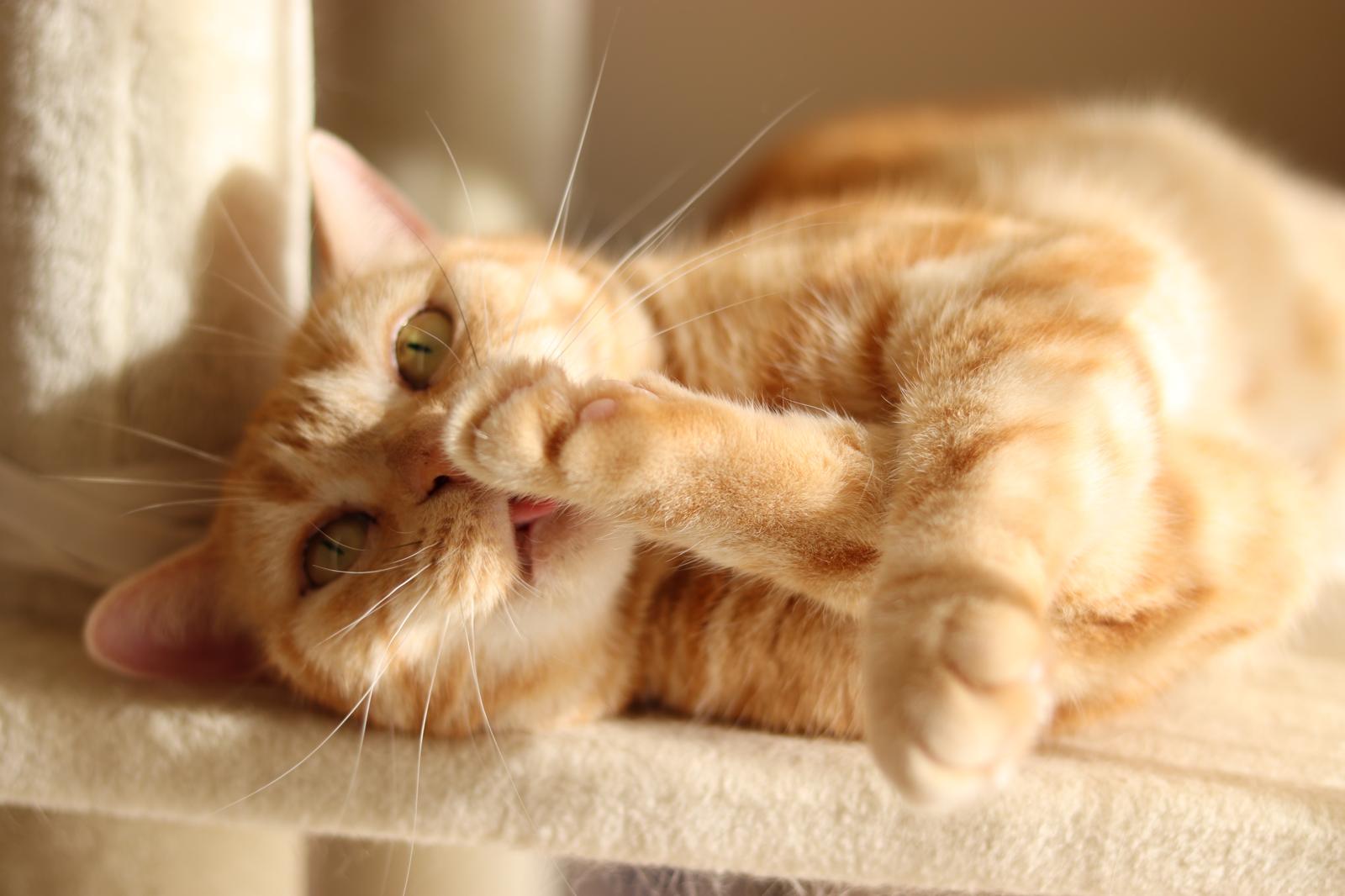 Quante volte al giorno deve mangiare un gatto