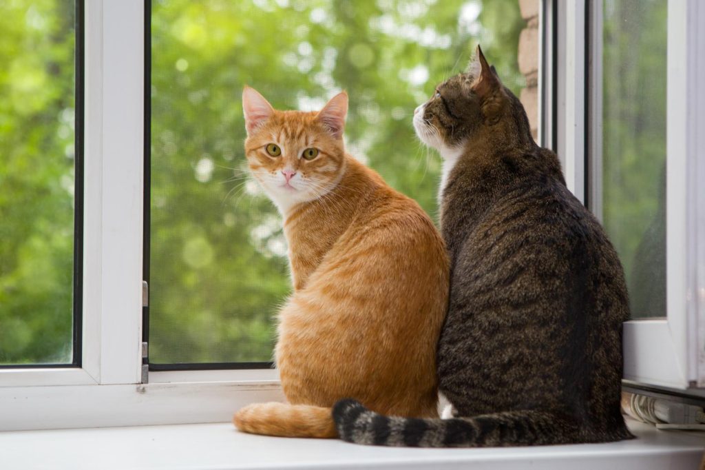Quante volte dare l'umido al gatto