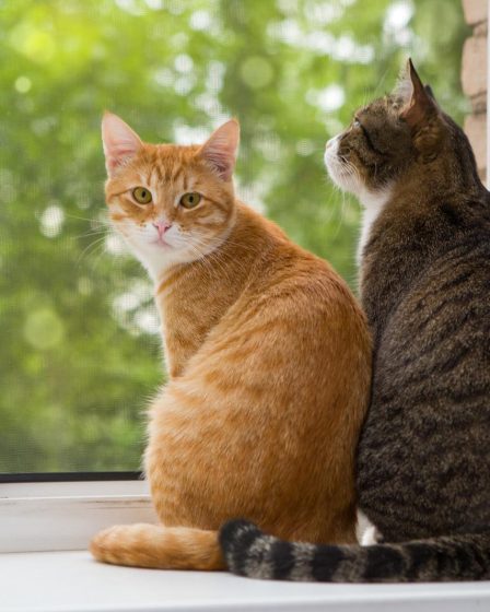 Quante volte dare l'umido al gatto