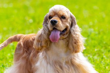 Quante volte deve uscire un cane