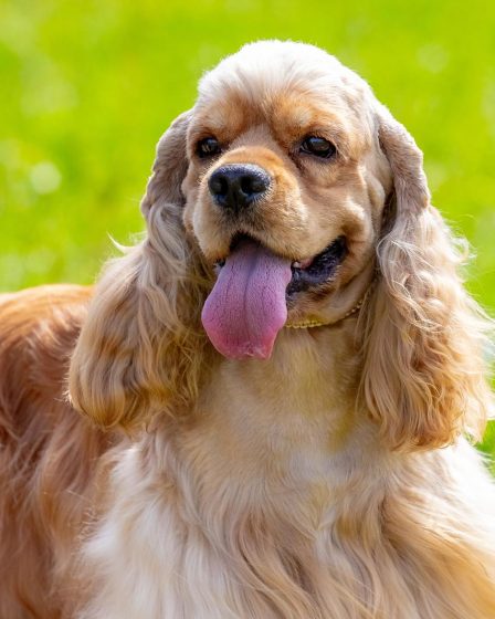 Quante volte deve uscire un cane