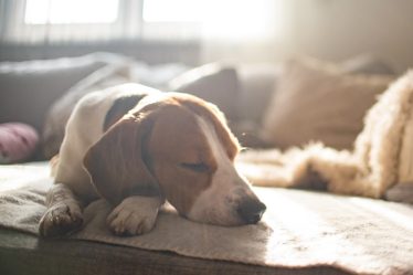 Quante volte il cane fa la cacca al giorno