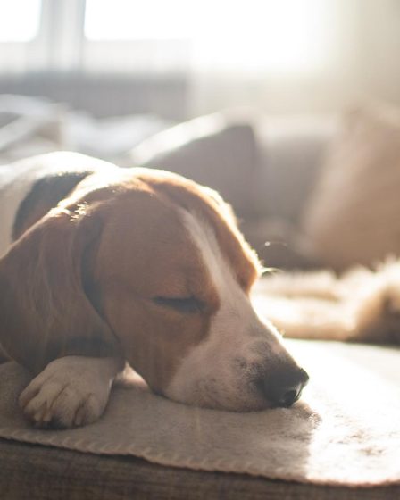 Quante volte il cane fa la cacca al giorno