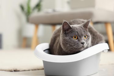Quanti anni ha un gatto di 20 anni