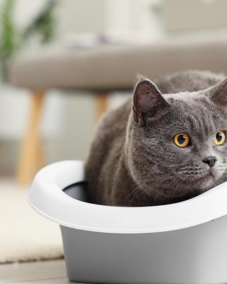 Quanti anni ha un gatto di 20 anni