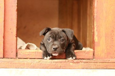 Quanti cani ci sono in italia