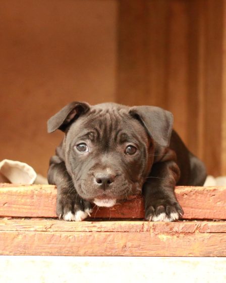 Quanti cani ci sono in italia