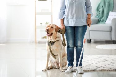 Quanti cani si possono tenere
