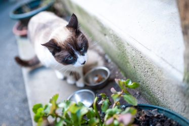 Quanti cuccioli fa un gatto