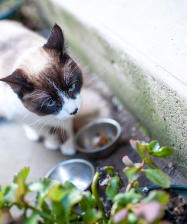 Quanti cuccioli fa un gatto