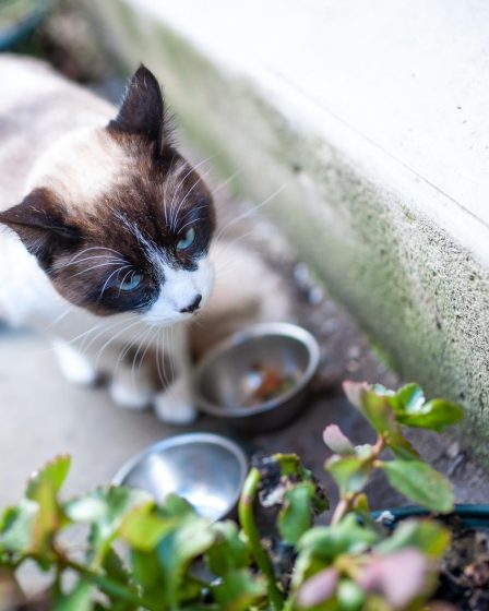 Quanti cuccioli fa un gatto