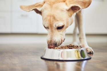Quanti denti ha un cane