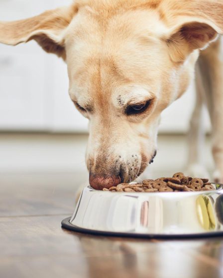 Quanti denti ha un cane