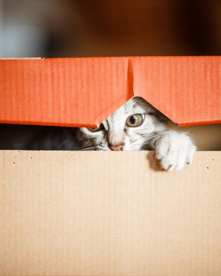 Quanti gatti ci sono in italia