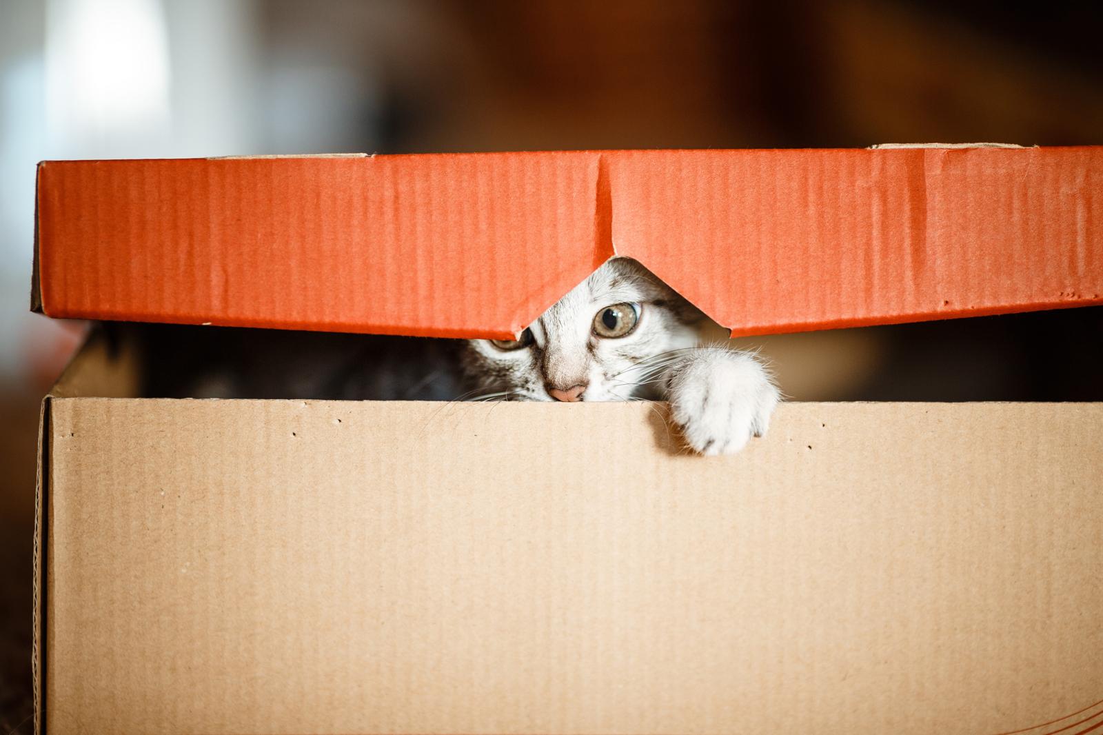 Quanti gatti ci sono in italia