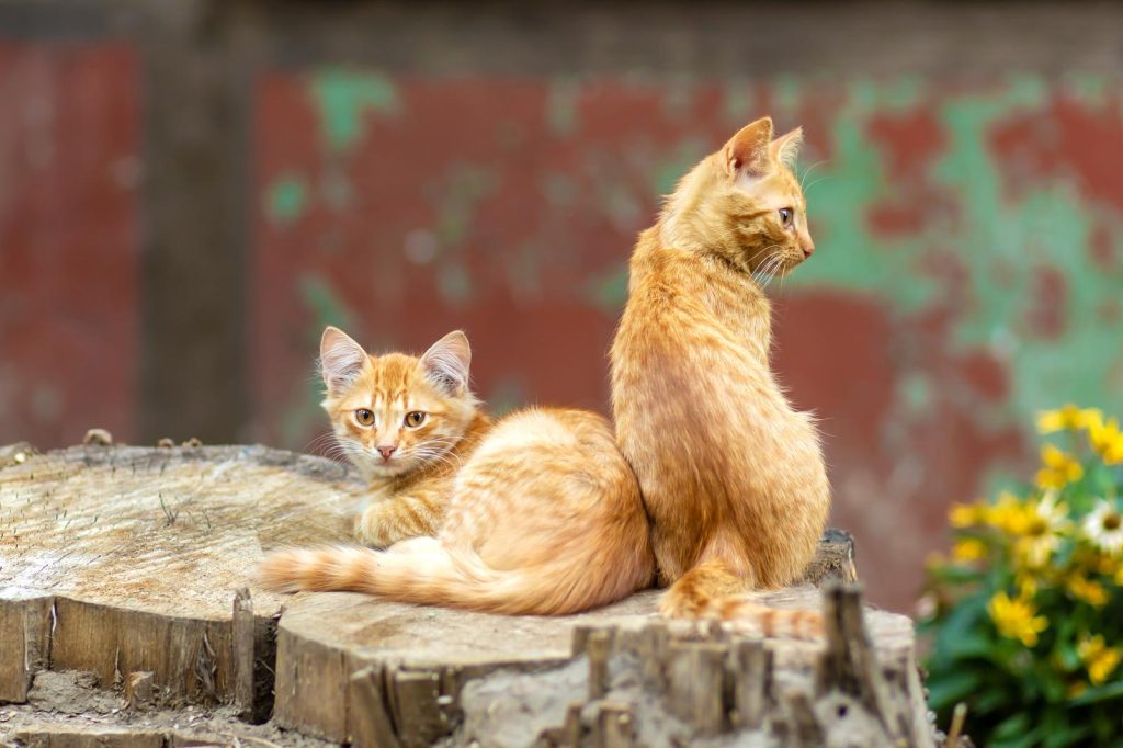 Quanti gatti si possono tenere in casa