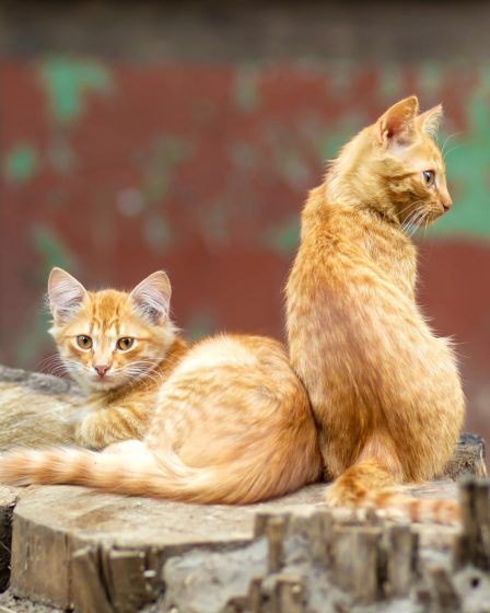 Quanti gatti si possono tenere in casa