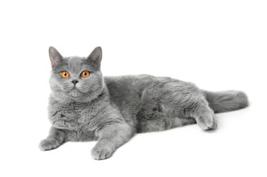 Quanti grammi di crocchette deve mangiare un gatto