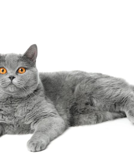 Quanti grammi di crocchette deve mangiare un gatto