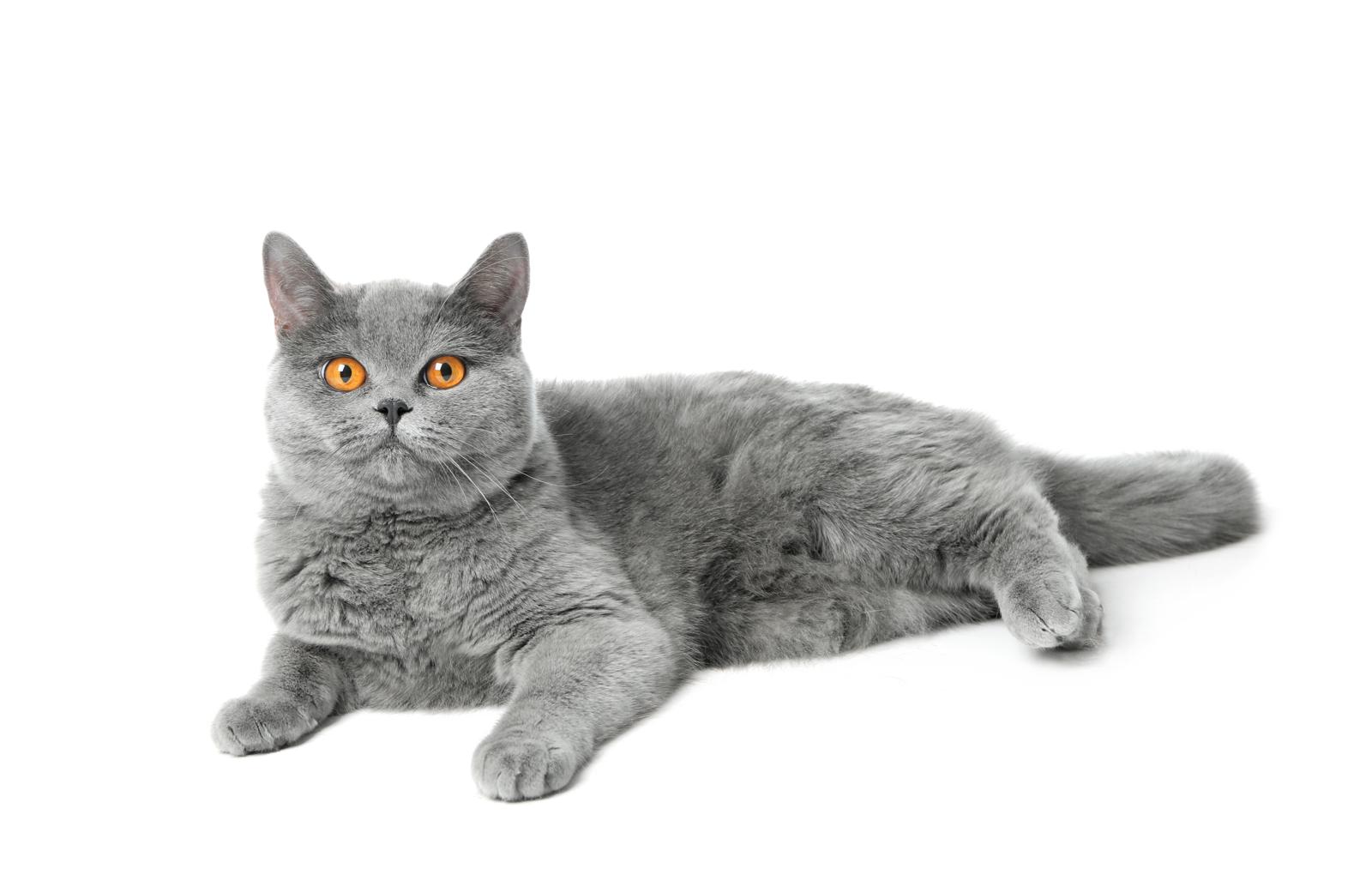 Quanti grammi di crocchette deve mangiare un gatto