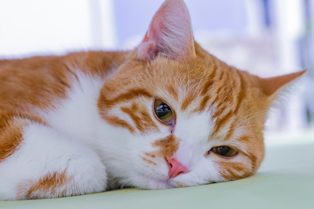 Quanto ci mette un gatto a partorire