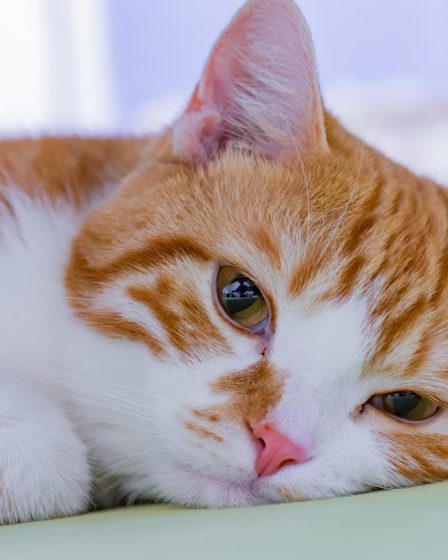 Quanto ci mette un gatto a partorire