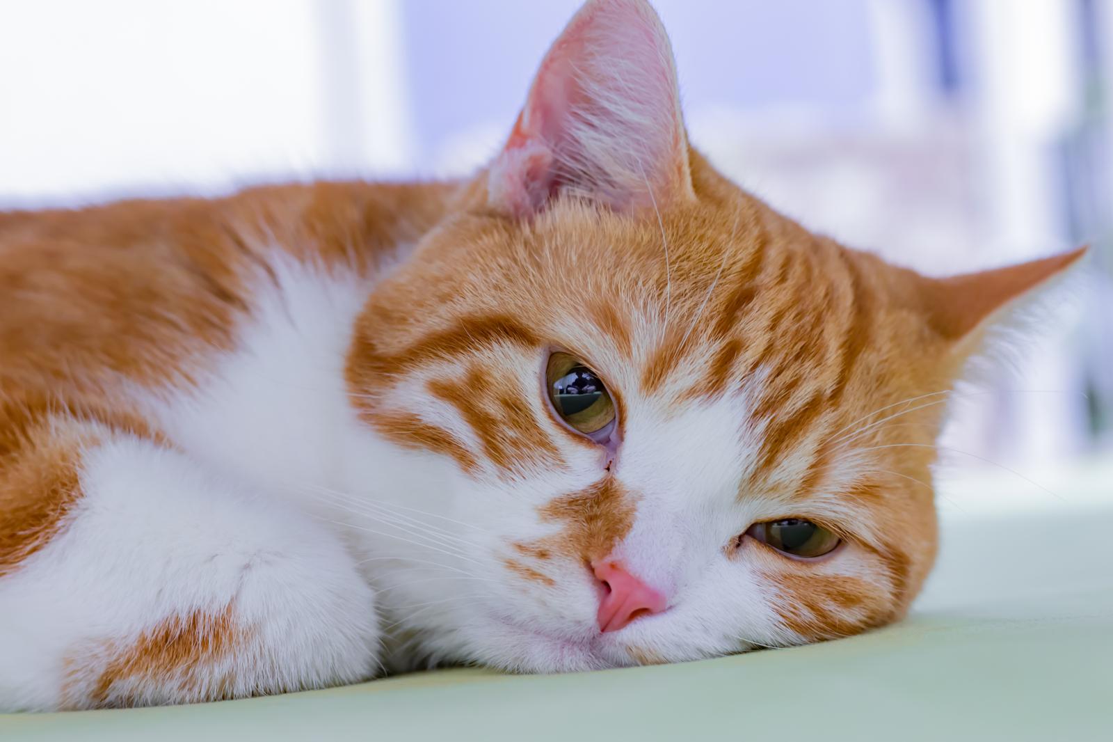 Quanto ci mette un gatto a partorire