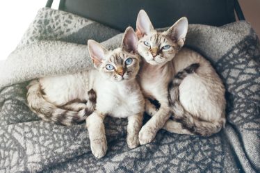 Quanto ci mette un gatto ad ambientarsi