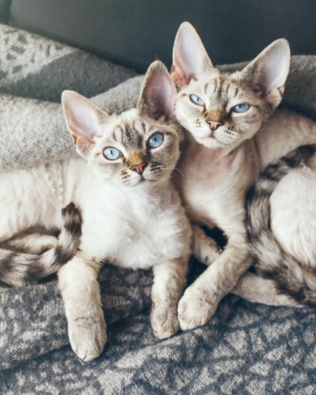Quanto ci mette un gatto ad ambientarsi