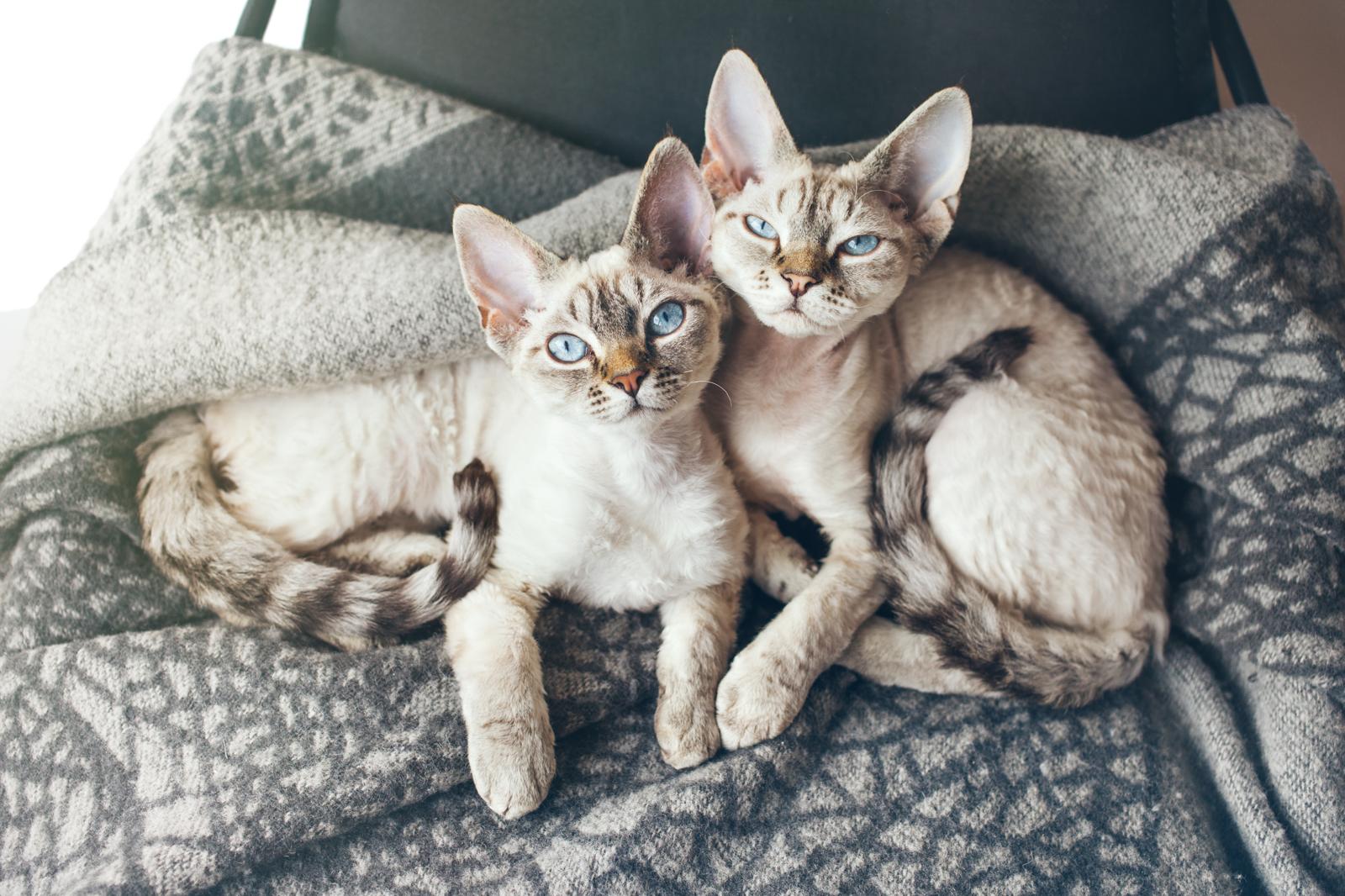 Quanto ci mette un gatto ad ambientarsi