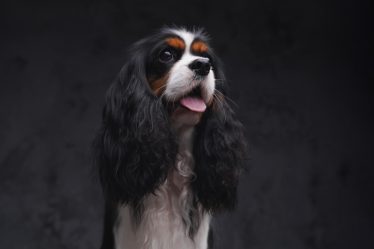 Quanto cibo dare al cane