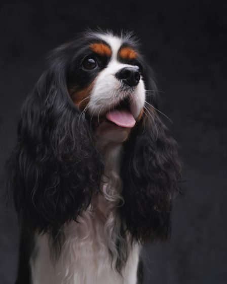 Quanto cibo dare al cane
