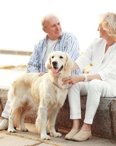 Quanto costa addestrare un cane