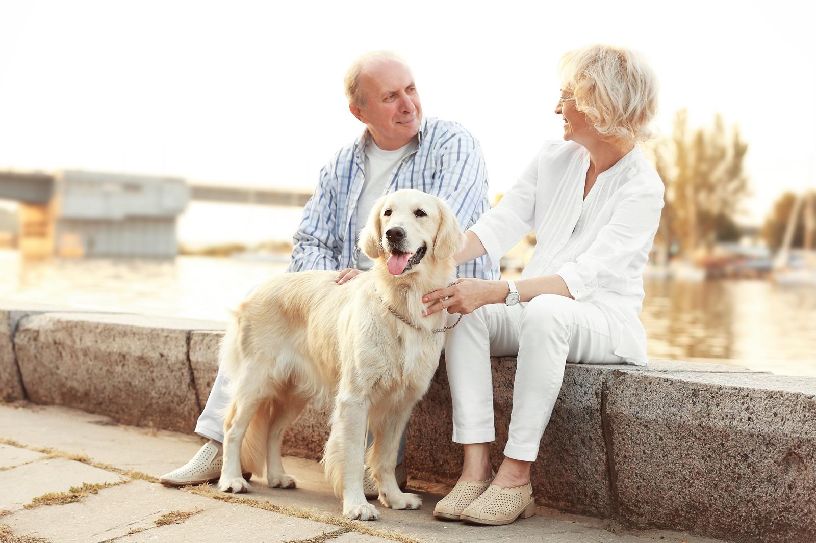 Quanto costa addestrare un cane