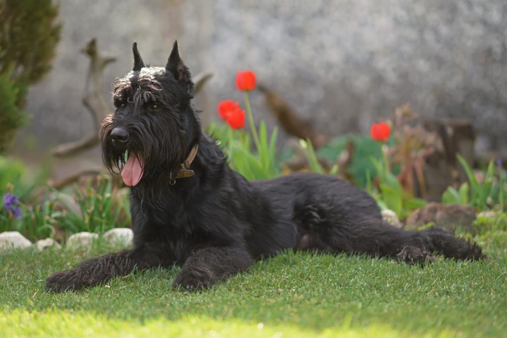 Quanto costa castrare un cane