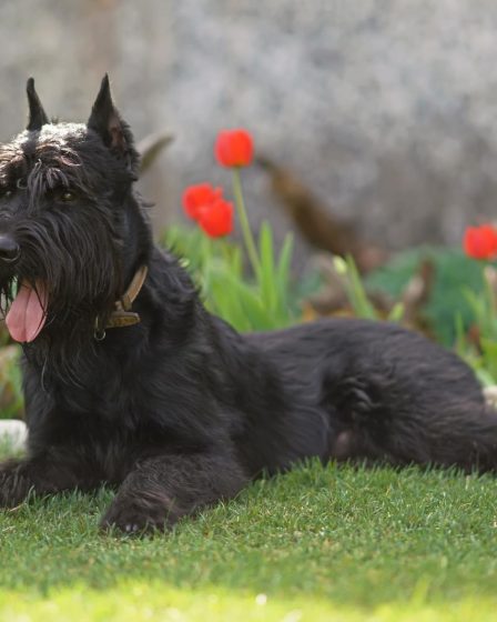 Quanto costa castrare un cane