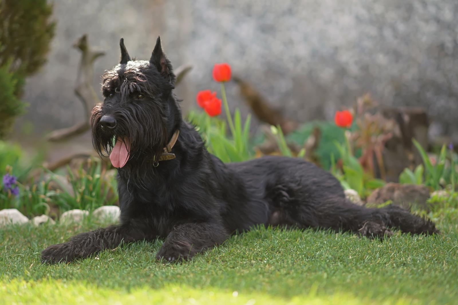 Quanto costa castrare un cane