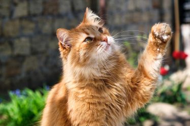 Quanto costa castrare un gatto
