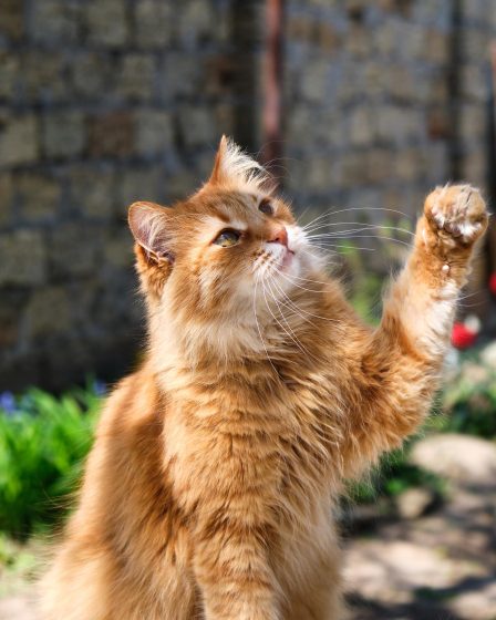 Quanto costa castrare un gatto