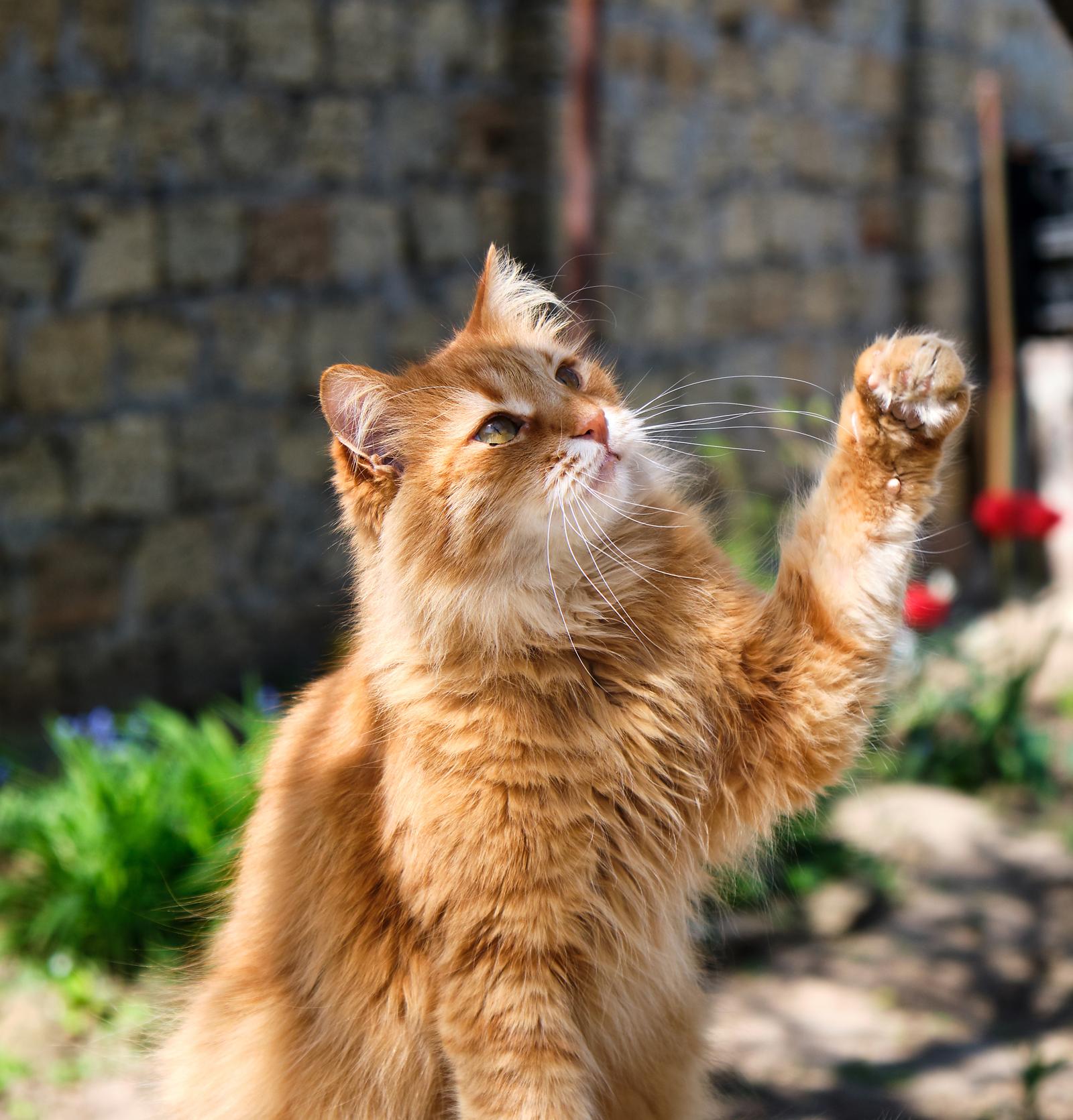 Quanto costa castrare un gatto