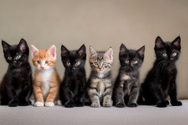 Quanto costa cremare un gatto