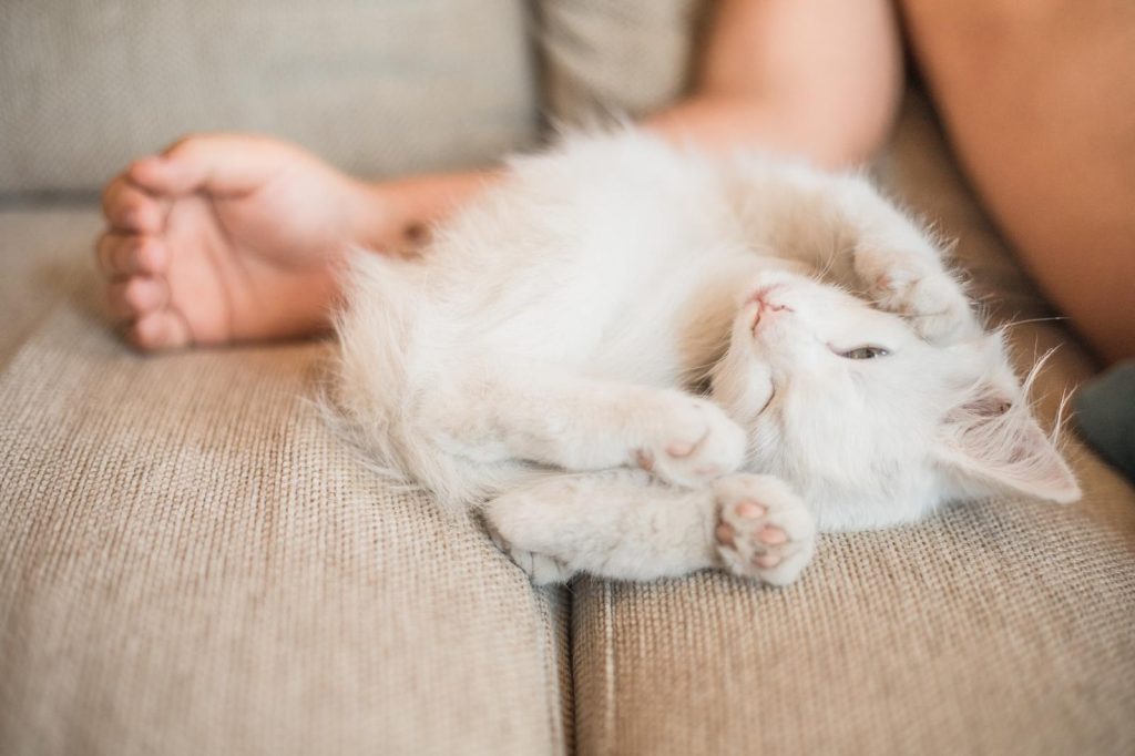 Quanto costa mettere il microchip al gatto
