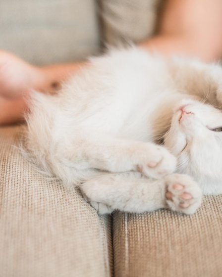 Quanto costa mettere il microchip al gatto