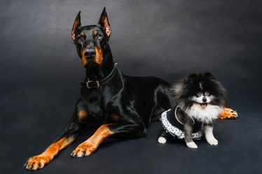 Quanto costa sterilizzare un cane
