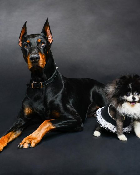 Quanto costa sterilizzare un cane