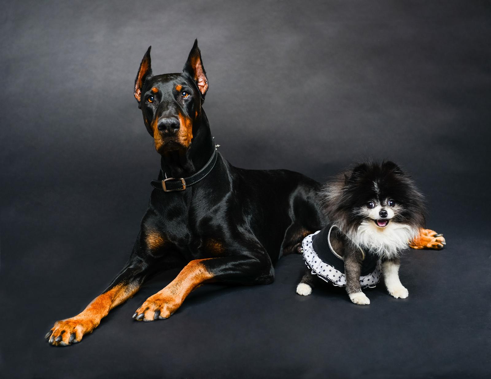 Quanto costa sterilizzare un cane