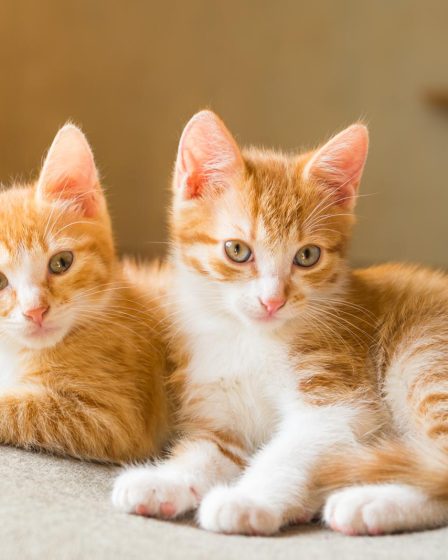 Quanto costa sverminare un gatto