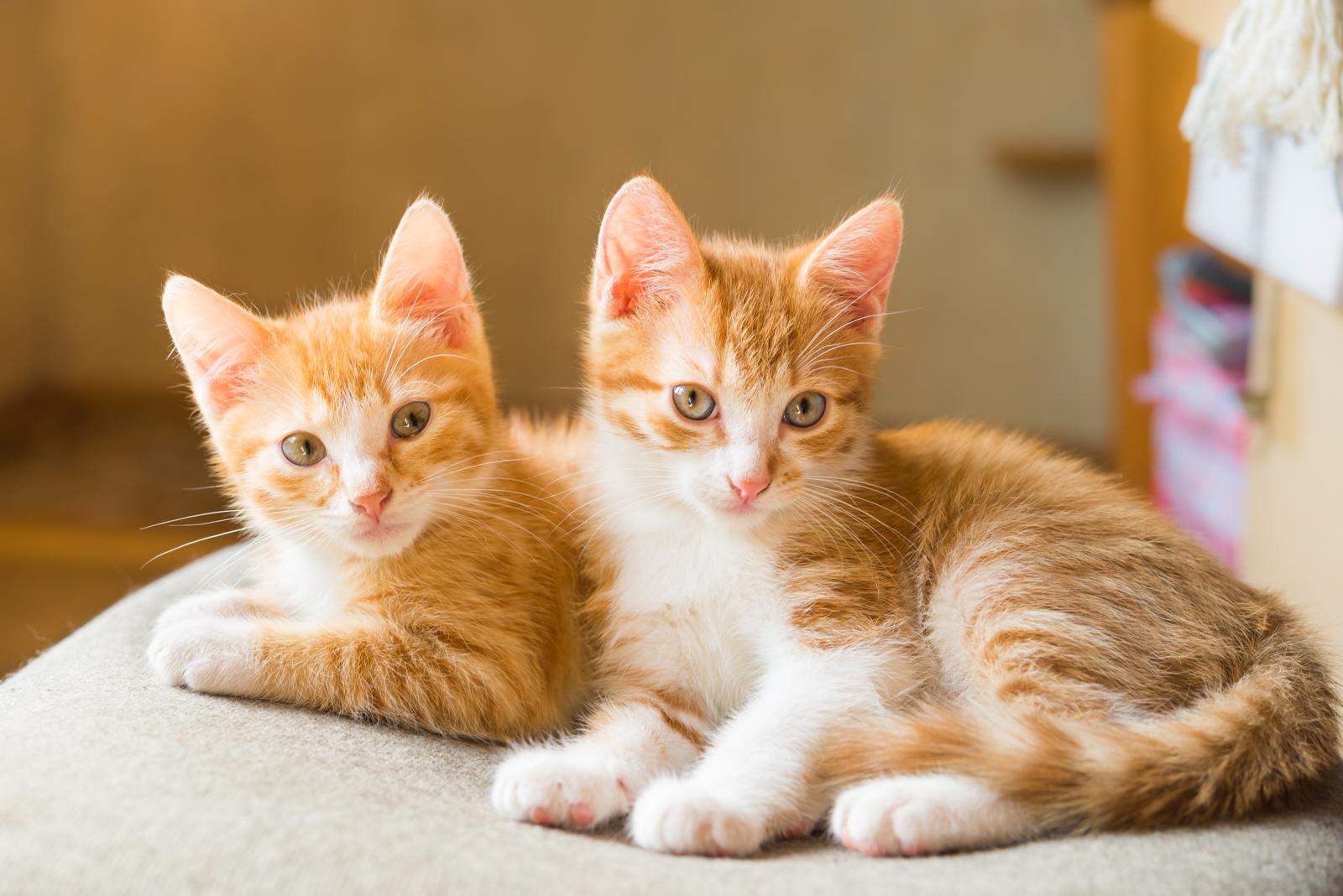 Quanto costa sverminare un gatto